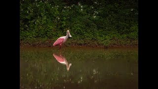 Espátula rosada en la Reserva Parque Natural de la Ciudad