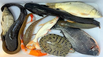 Kem Chanel lái công nông bắt cá trong chum có cá chép, cá chim, cá trê, cá mập, cá koi, con vịt