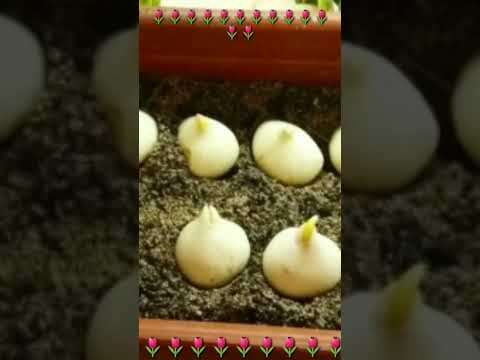 Video: Kako gojiti tulipane doma?