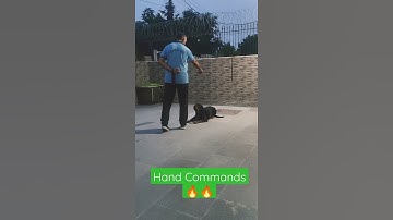 #Teaser of Basic Obedience Commands using Hands only. No need to say anything. Signals r enough.