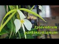 Epidendrum parkinsonianum. Очередное домашнее цветение.
