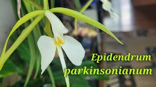 Epidendrum parkinsonianum. Очередное домашнее цветение.