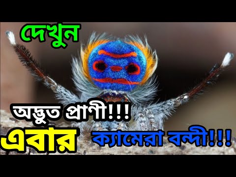 ভিডিও: বাশকার্টোস্টানে, একটি অদ্ভুত প্রাণী গাড়িচালকদের ভিডিওতে প্রবেশ করেছিল