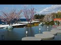 Мрия. Крым, Японский сад. Апрель 2022. видео