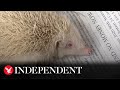 Rare albino hedgehog rescued by 6-year-old boy