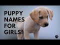 🐶 Puppy Names For Girls - 51 CUTE & TOP Ideas | Names