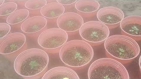 Trị bệnh lở cổ rễ cho hoa cúc mâm xôi