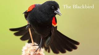 Folk Ensemble Task 4 - The Blackbird