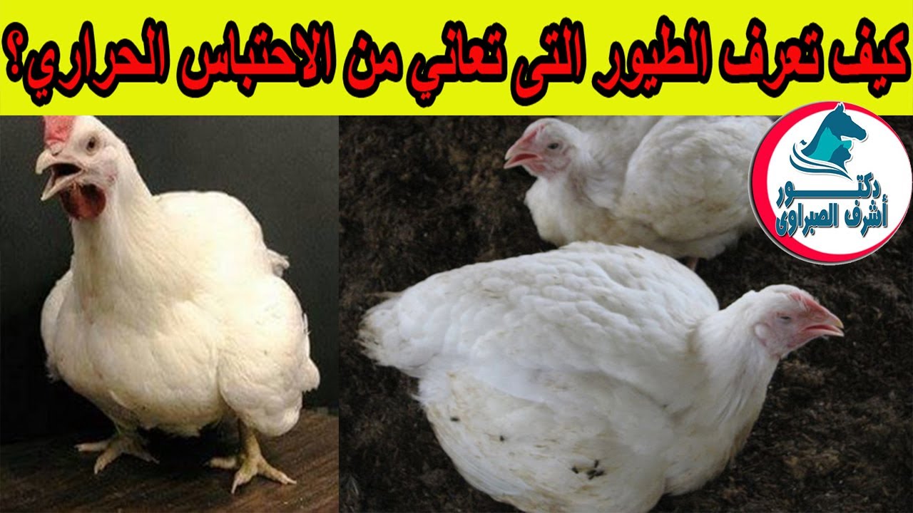 الاجهاد الحراري في الدواجن .. أعراضه وأضراره .. وكيف تعرف الفراخ اللى بتعاني من الاجهاد الحراري؟!