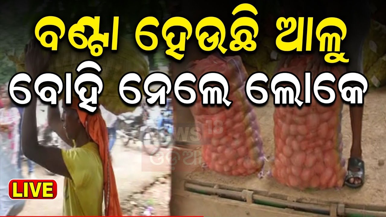 Potato Crisis News Live: ବଣ୍ଟା ହେଉଛି ଆଳୁ | Odisha Government Distributing Potatoes