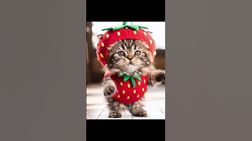 Leef dat purrfecte leven 😸 #katten #kittens #kattenkorte broekjes