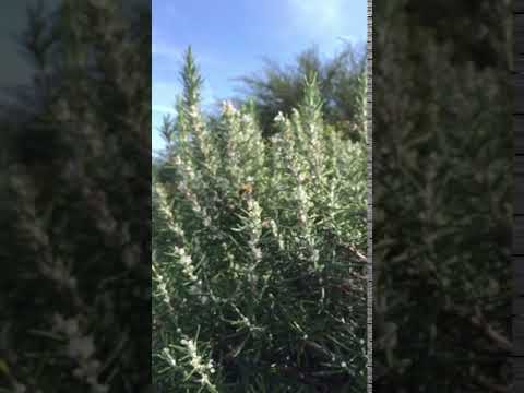 Trim 6B1908AB F2CA 44F2 BDDD E3336F568427