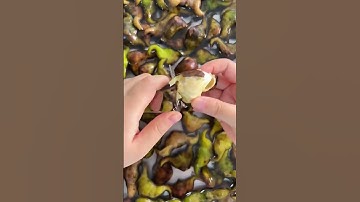 Gọt Củ Ấu Chuẩn Bị Nấu Cùng Xương Thì Tuyệt Ngon | Bear Vietnam