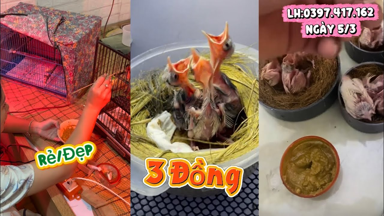 Bán Chào Mào Bạch Non Sinh Sản 2026 | Giá Công Khai 1Tr6 Tại Hà Nội UY TÍN HỢP PHÁP 