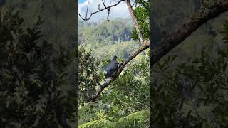 Kauri - 2,000 year old Giants of the Forest - Longest-living trees in the world