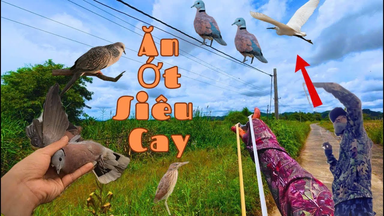Dùng Ná Cao Su Hạ Cu Ngói Trên Dây Điện _ Bắn Cò Dưới Ruộng Và Trên Không Bất Thành || SangSlingShot