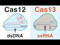 Cas12 and Cas13 in Genome Editing: Beyond CRISPR-Cas9