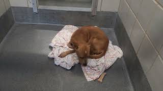 Acs A821083