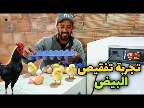 شريت فقاصة البيض 64 بيضة اول تجربة دجاجة سمحات فالبيض مشروع تفقيص البيض في البادية