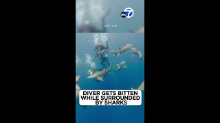 Diver Gets Bitten While Trying To Help Shark Caught In Net