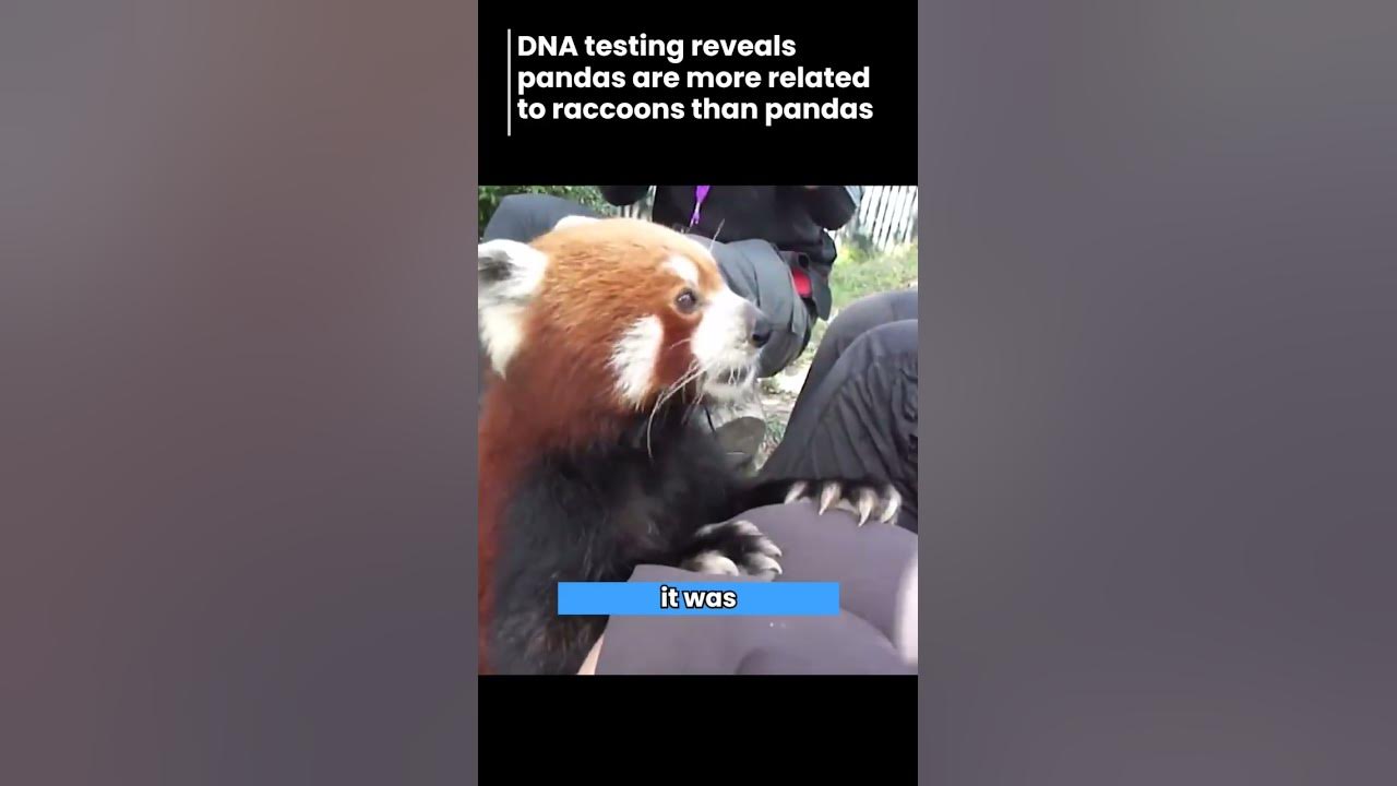 dna testing reveals pandas are more related to raccoons YouTube