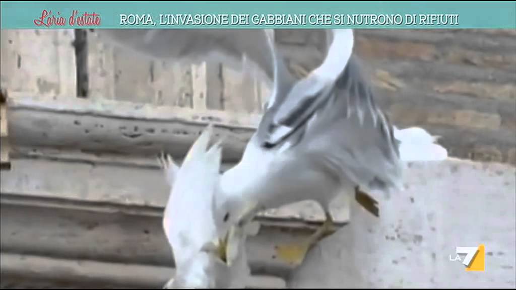 Roma, l'invasione dei gabbiani che si