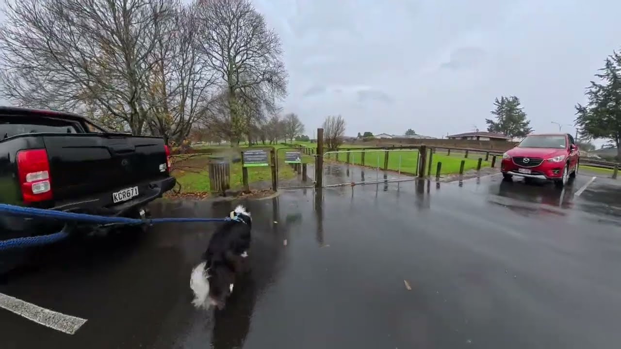 Fenced dog park, Ngaruawahia, New Zealand, Virtual dog walk with Lucky the Border Collie puppy