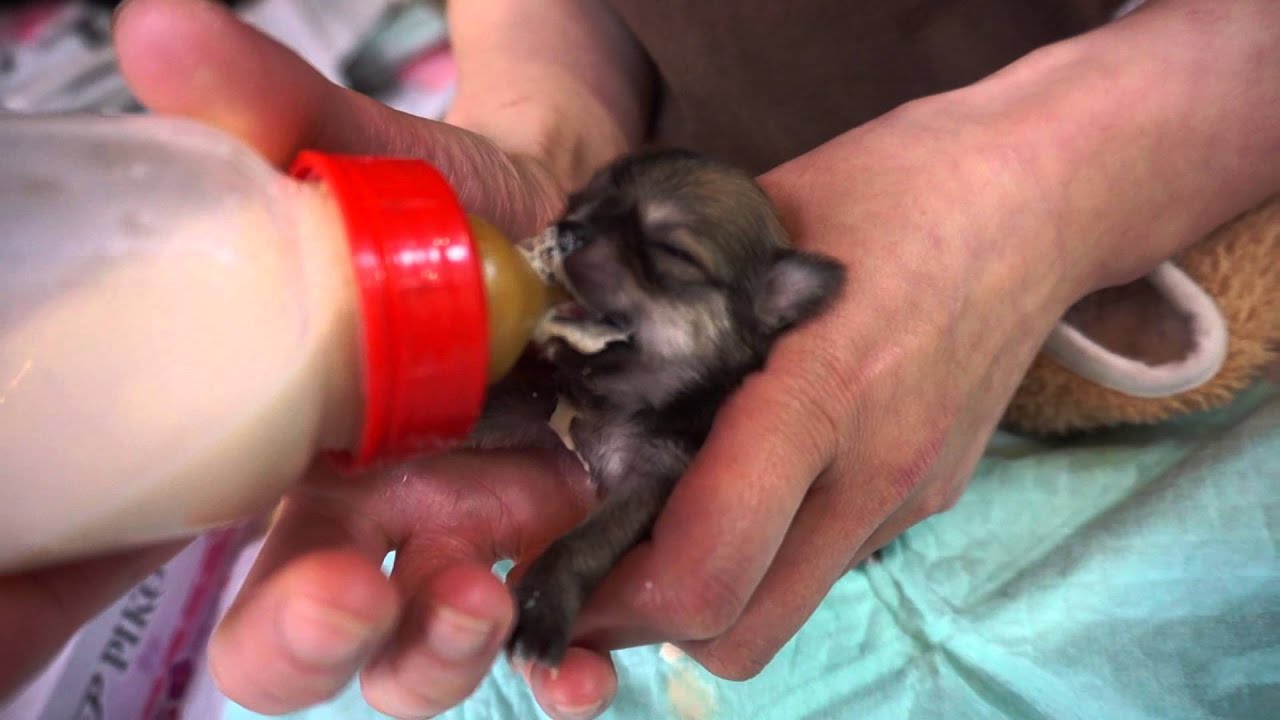 チワワの赤ちゃん♡ミルクを飲みまくる☆