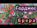 Праздничный Серпантин ! Розы для прекрасных дам !