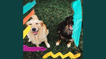 Pulsating Ambience for Resting Dog