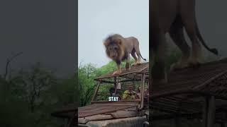 Chinas Reverse Zoo Explained