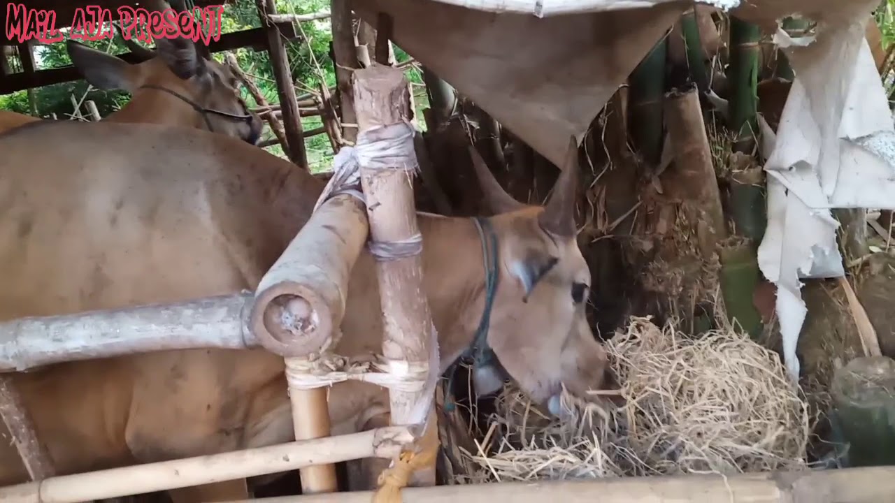 Cara Mudah Beternak Sapi!!! Beri Makan Jerami Kering - YouTube