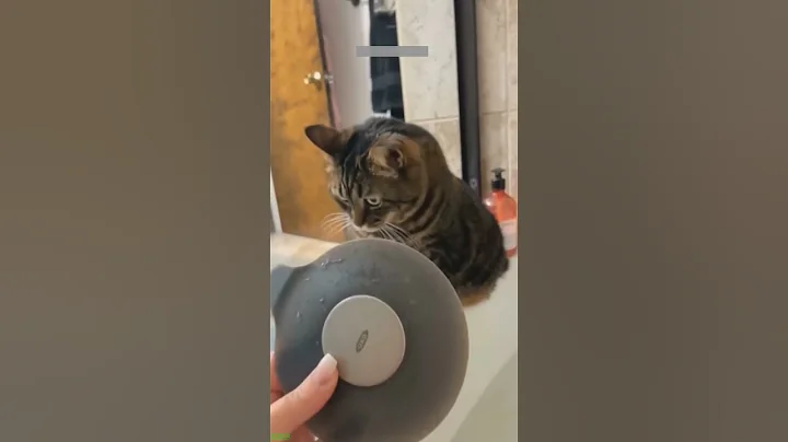 Video 11482021: funny cat talking, funny cat eating, funny cat playing, cats catch