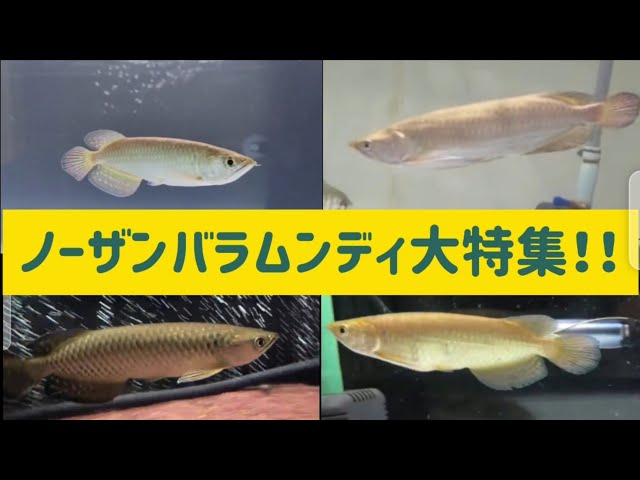 ノーザンバラムンディ&ポリプテルスエンドリケリー