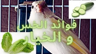 فوائد الخس و الخيار لطيور الكناري