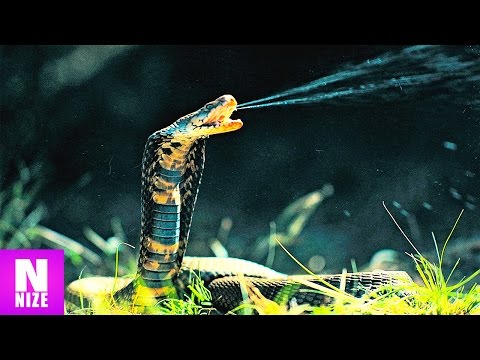 Die 10 Giftigsten Schlangen der Welt