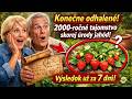 Konečne odhalené! 2000-ročné tajomstvo skorej úrody jahôd (Výsledok už za 7 dní!) 🍓🤫