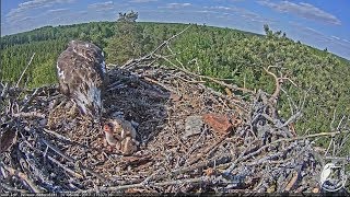 2017/06/06 17h34m Latvian Osprey~Nice feeding from the little ones~