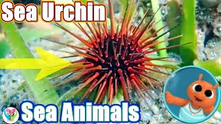 Sea Urchin & More - Animals in the Ocean Learning Videos