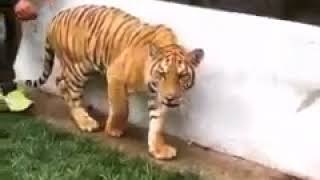 Pushing Human Limits