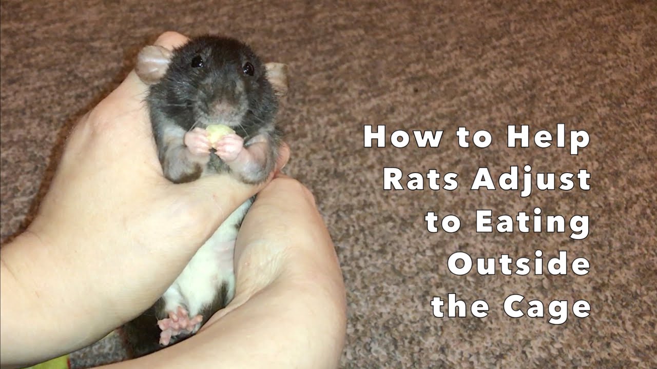 Tips on Helping Rats Adjust to Eating Outside the Cage YouTube