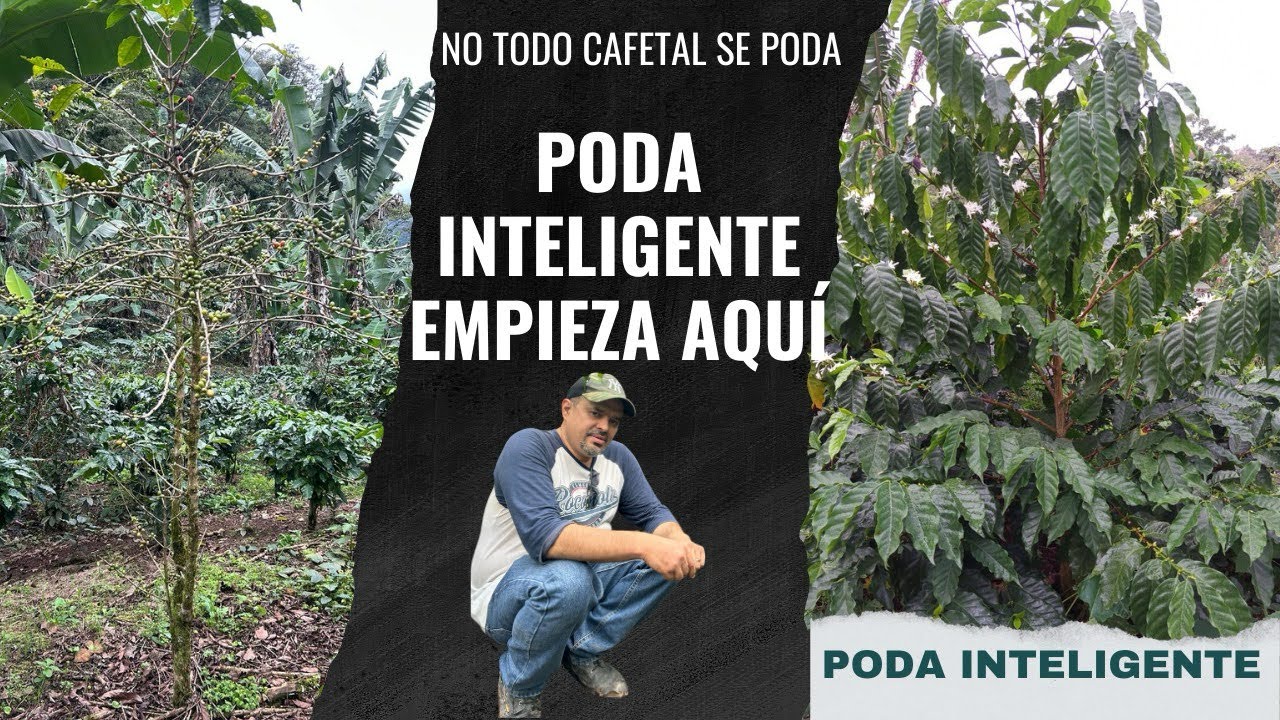 ¿Podar o no podar café? 🤔☕ #PodaInteligente #coffee 