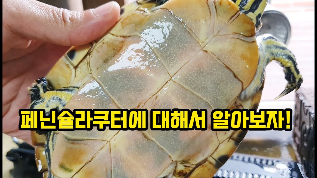 거북이 키우기! 페닌슐라쿠터에 대해서 알아보자!