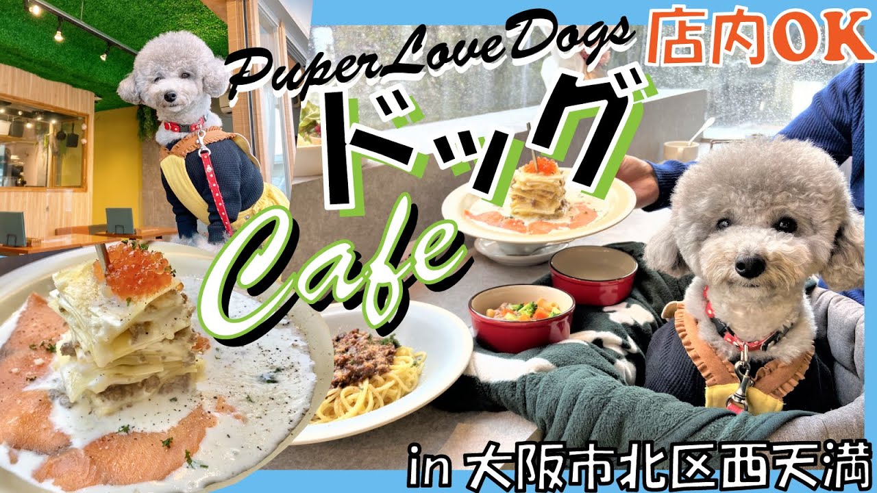 犬と行けるカフェ テラス席犬ok 可愛すぎるわんこケーキプレートに愛犬トルテも大興奮 Bianca In京都市中京区 トイプードルのtorte Channel Youtube