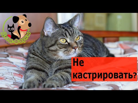 Можно ли не кастрировать кота?