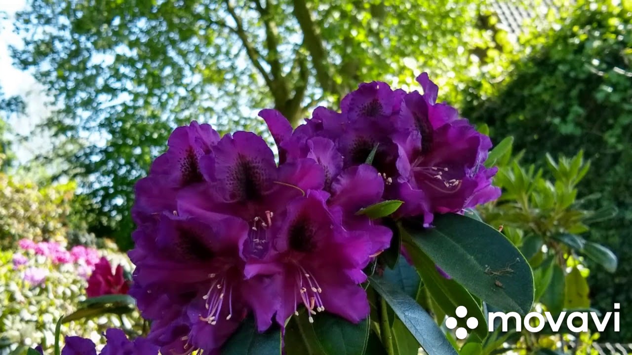 Rhododendrons 