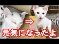 暑さと目ヤニでぐったりだった保護子猫の復活 #025