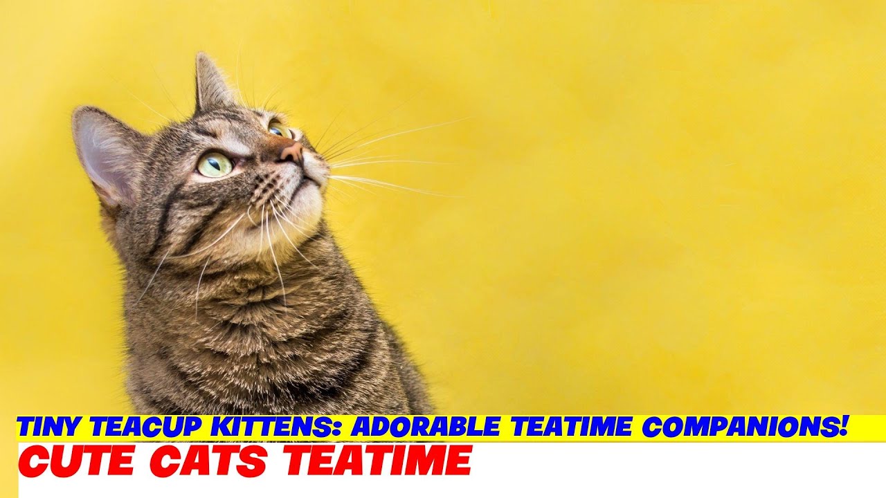 Tiny Teacup Kittens Adorable Teatime Companions! YouTube