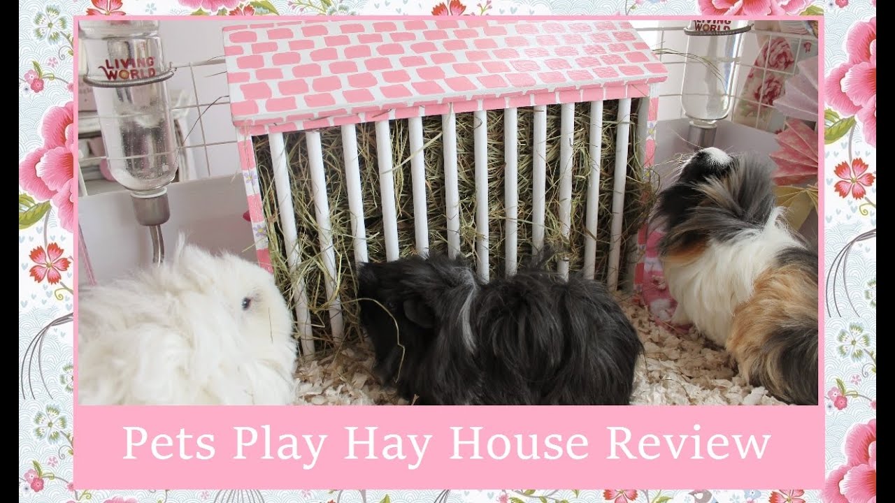 Pets Play Review Guinea Pig Hay House YouTube