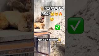 Wrestling with Punch the Monkey at the zoo punch #punchi #shorts #fyp #viral #animals
